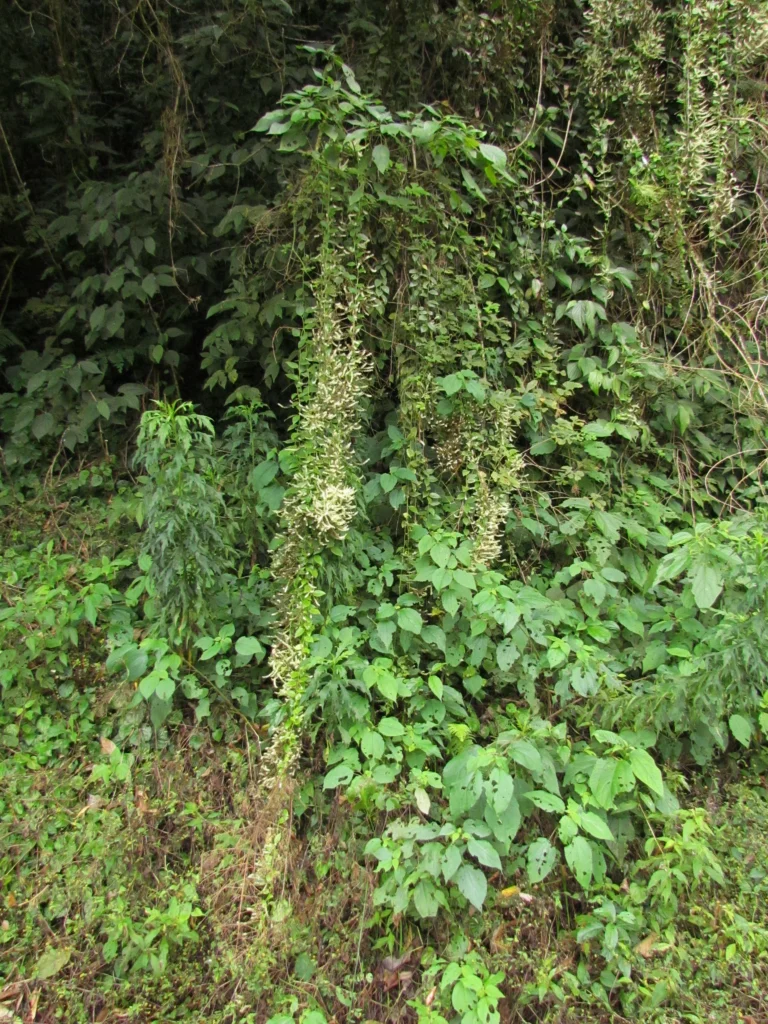Anredera tucumanensis (2)