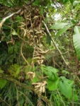 Anredera cordifolia (43)