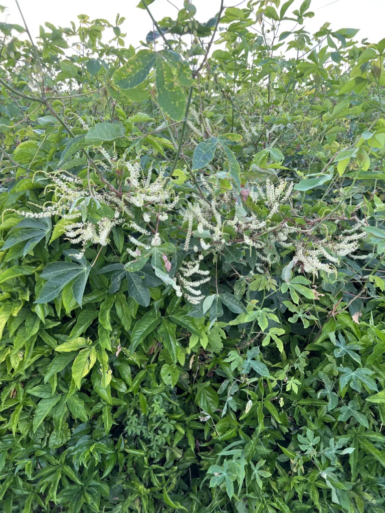 Anredera cordifolia (44)