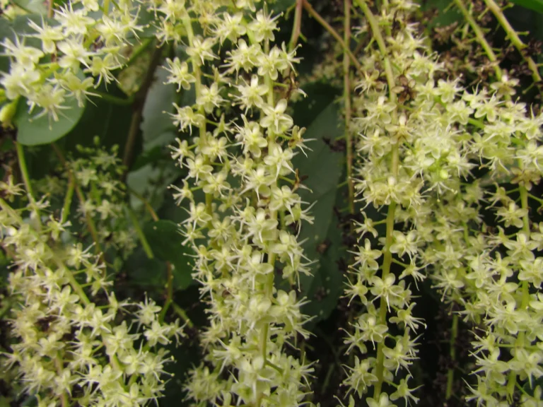 Anredera cordifolia (30)