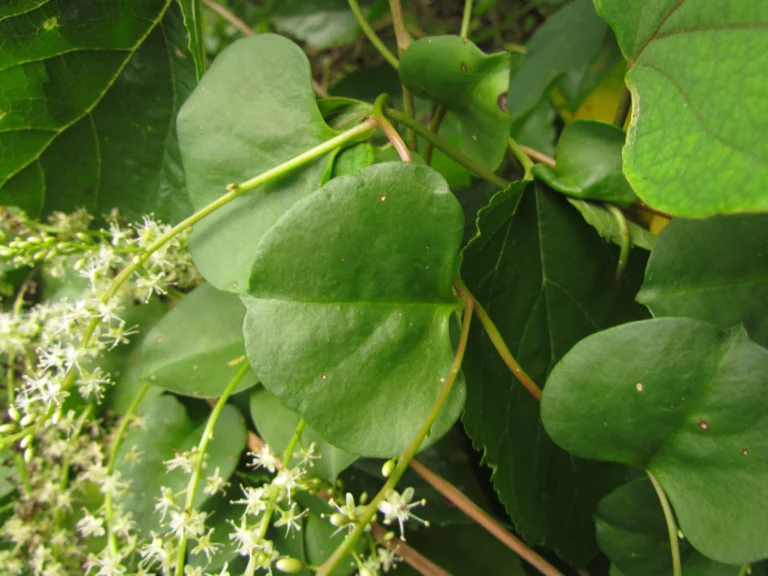 Anredera cordifolia (28)