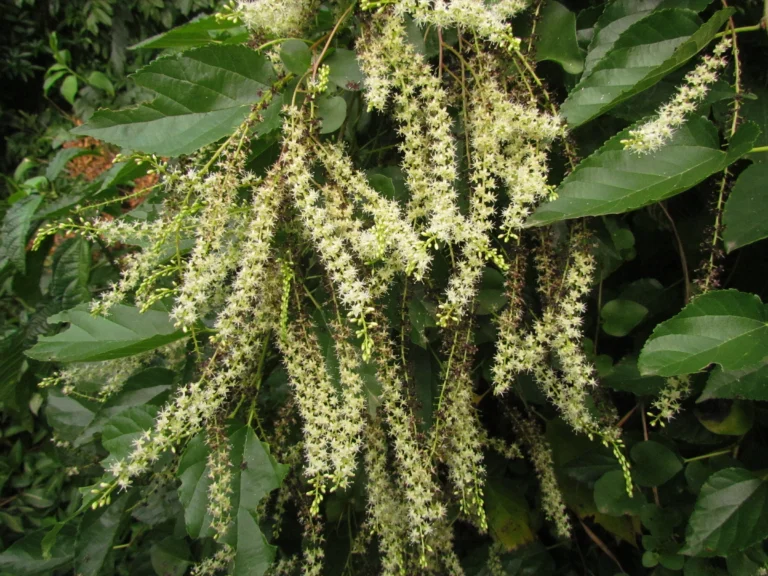 Anredera cordifolia (27)