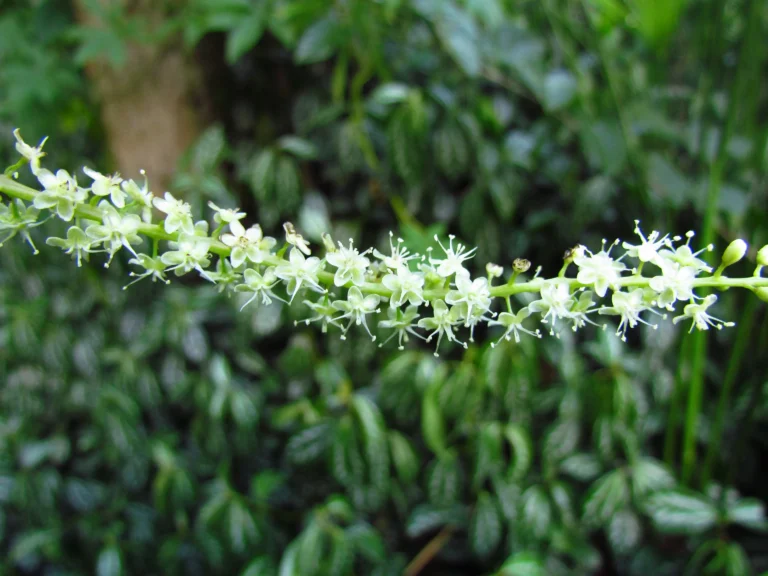 Anredera cordifolia (22)