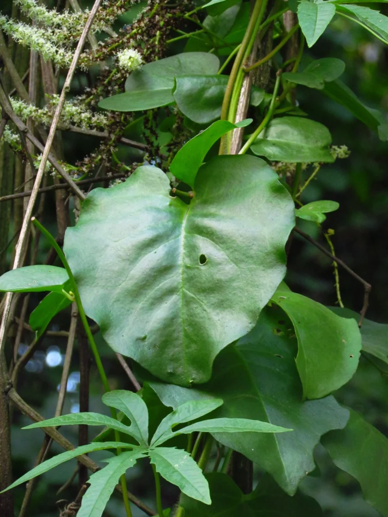 Anredera cordifolia (16)