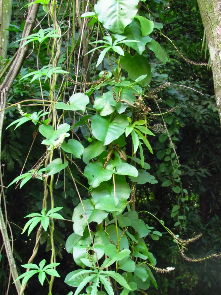 Anredera cordifolia (17)