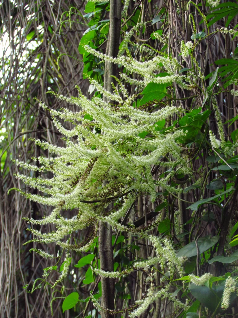Anredera cordifolia (15)