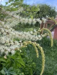 Anredera cordifolia (13)