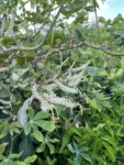 Anredera cordifolia (11)