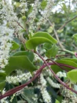 Anredera cordifolia (10)