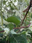 Anredera cordifolia (8)