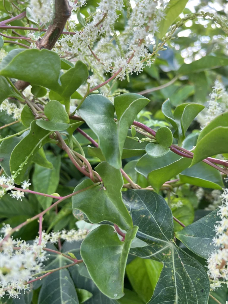 Anredera cordifolia (7)