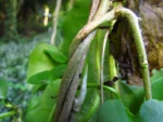 Anredera cordifolia (4)