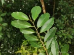 IMG_20260209_100643