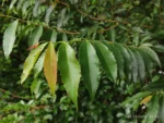 IMG_20260209_100730