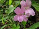 Tanaecium selloi (13)