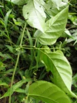 Tanaecium selloi (9)