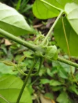 Tanaecium selloi (7)