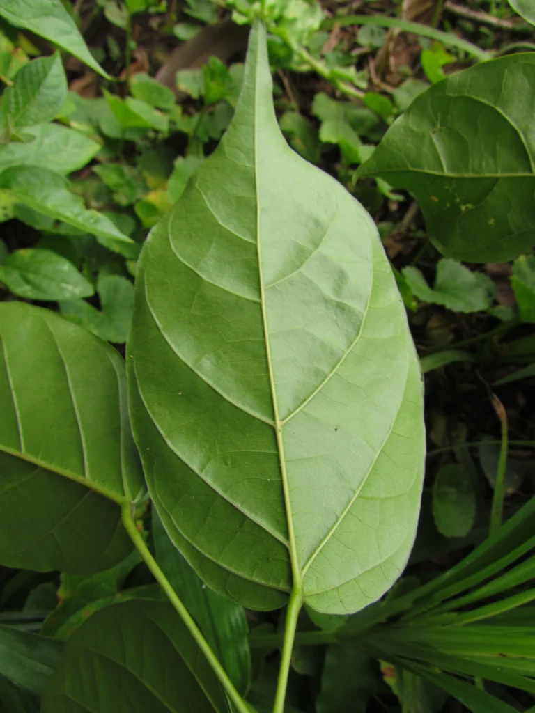Tanaecium selloi (4)