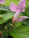 Tanaecium selloi (2)