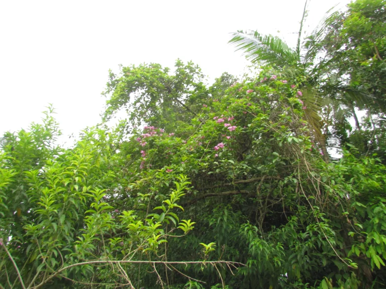 Tanaecium pyramidatum (23)