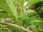 Tanaecium pyramidatum (21)