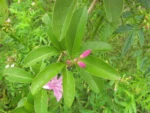 Tanaecium pyramidatum (17)