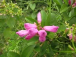 Tanaecium pyramidatum (16)