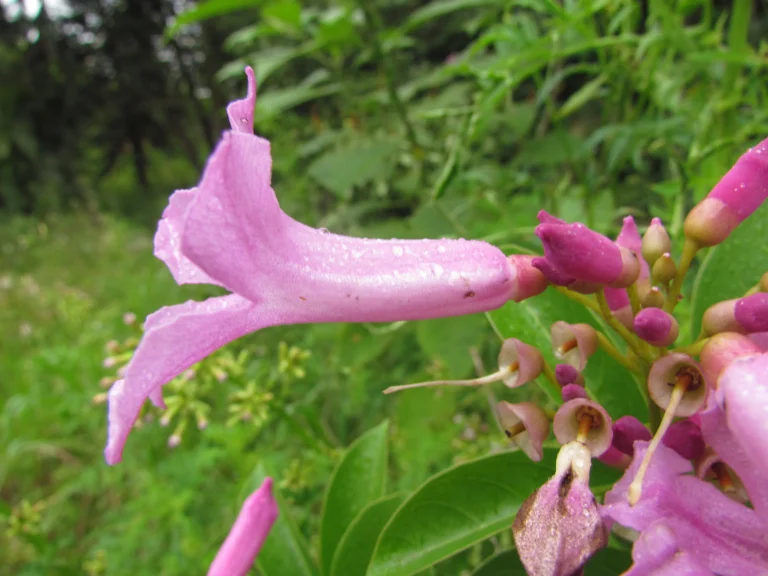 Tanaecium pyramidatum (13)
