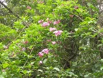 Tanaecium pyramidatum (11)