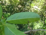 Tanaecium pyramidatum (9)
