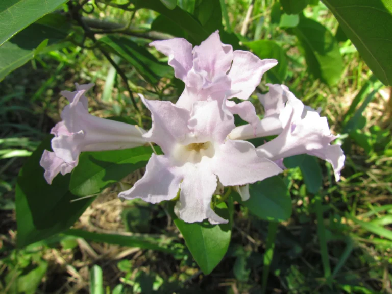 Tanaecium pyramidatum (6)