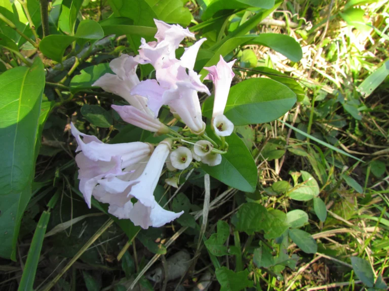 Tanaecium pyramidatum (2)