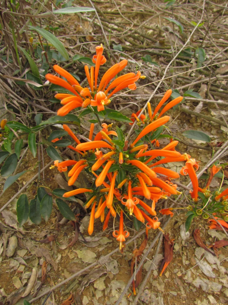 Pyrostegia venusta (3)