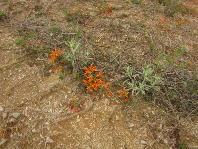 Pyrostegia venusta (2)
