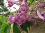 Jacaranda micrantha (28)