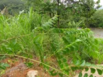 Jacaranda micrantha (23)