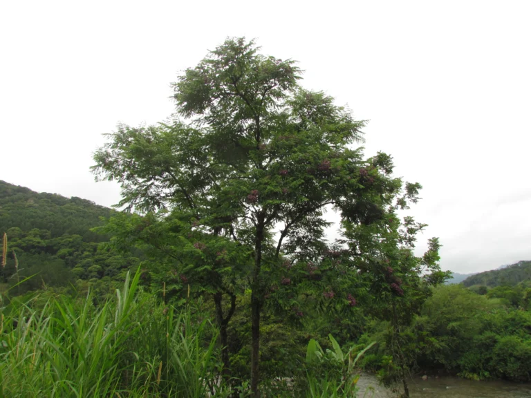 Jacaranda micrantha (20)