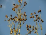 Jacaranda micrantha (17)