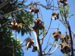 Jacaranda micrantha (10)