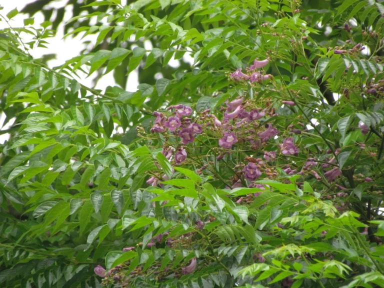 Jacaranda micrantha (6)