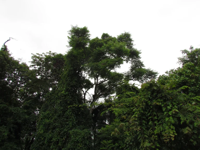 Jacaranda micrantha (1)
