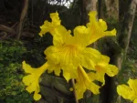 Handroanthus umbellatus (14)