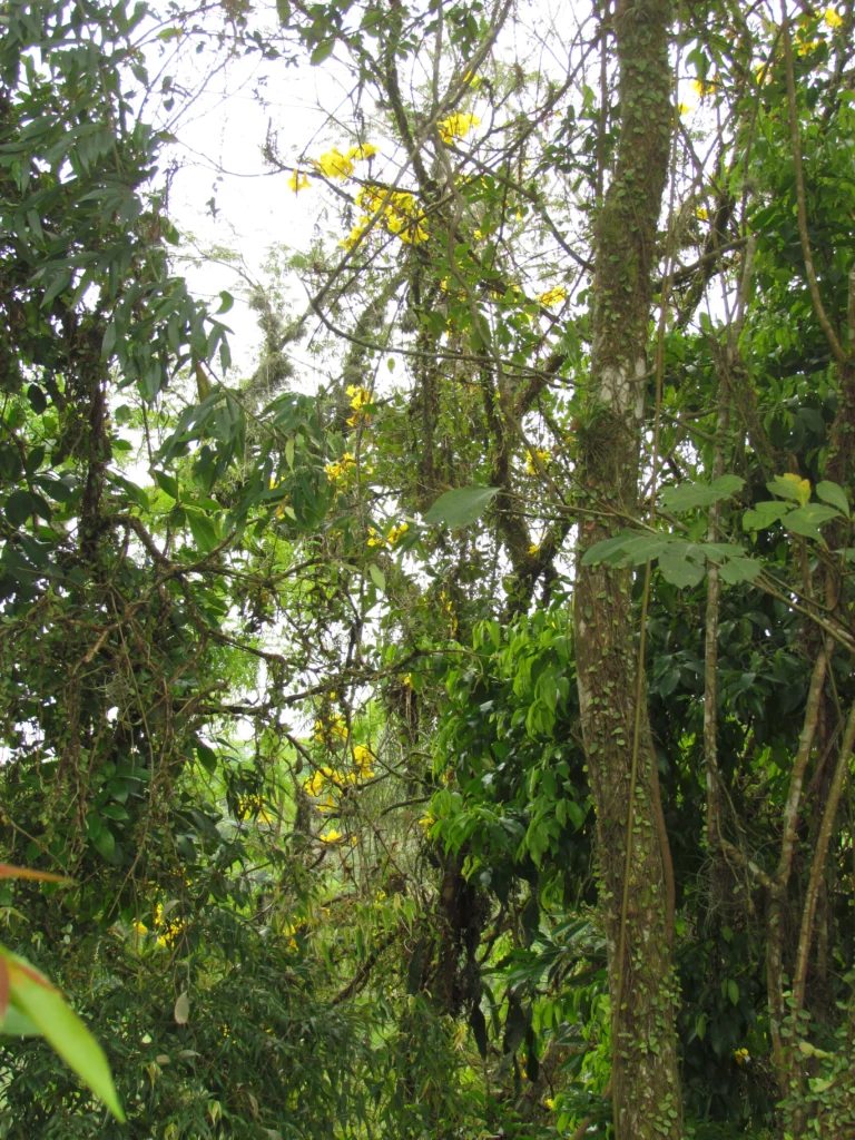 Handroanthus umbellatus (12)