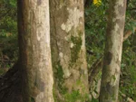 Handroanthus umbellatus (6)
