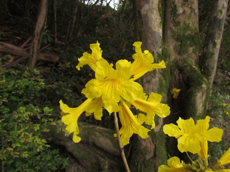 Handroanthus umbellatus (7)