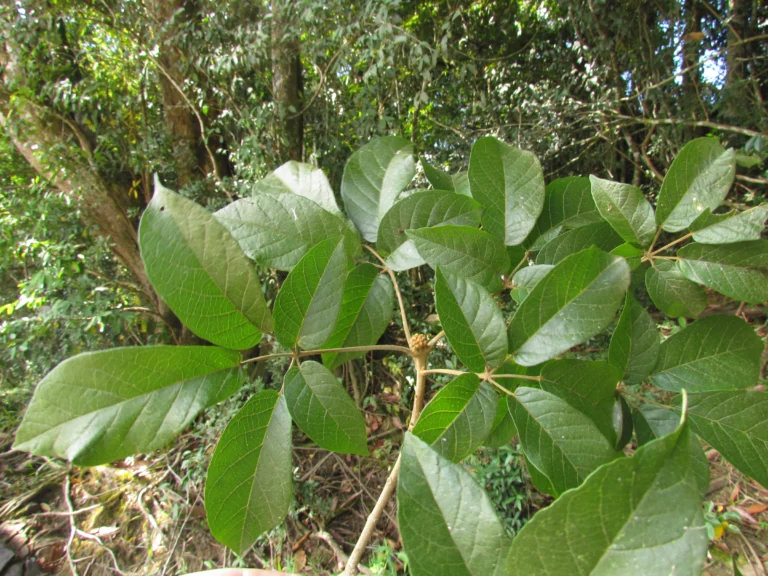 Handroanthus umbellatus (5)
