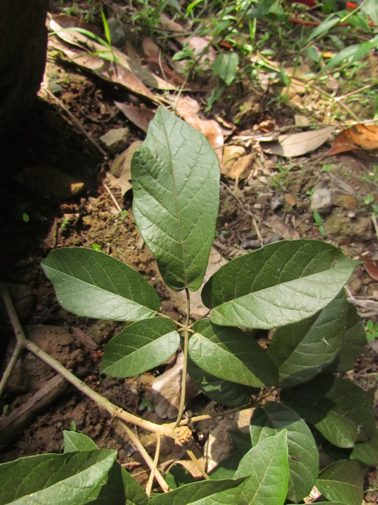 Handroanthus umbellatus (2)