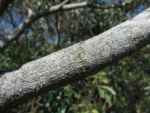 Handroanthus pulcherrimus (24)