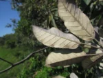 Handroanthus pulcherrimus (21)