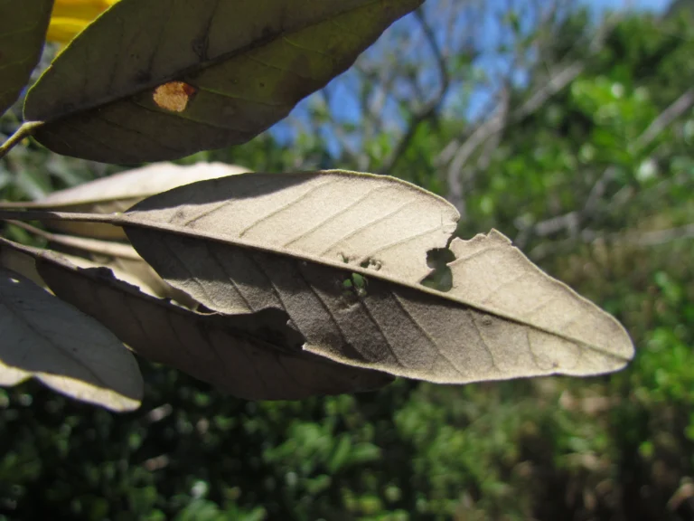 Handroanthus pulcherrimus (17)